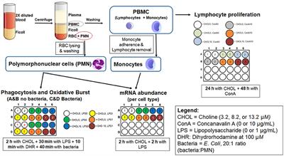 Choline Regulates the Function of Bovine Immune Cells and Alters the mRNA Abundance of Enzymes and Receptors Involved in Its Metabolism in vitro